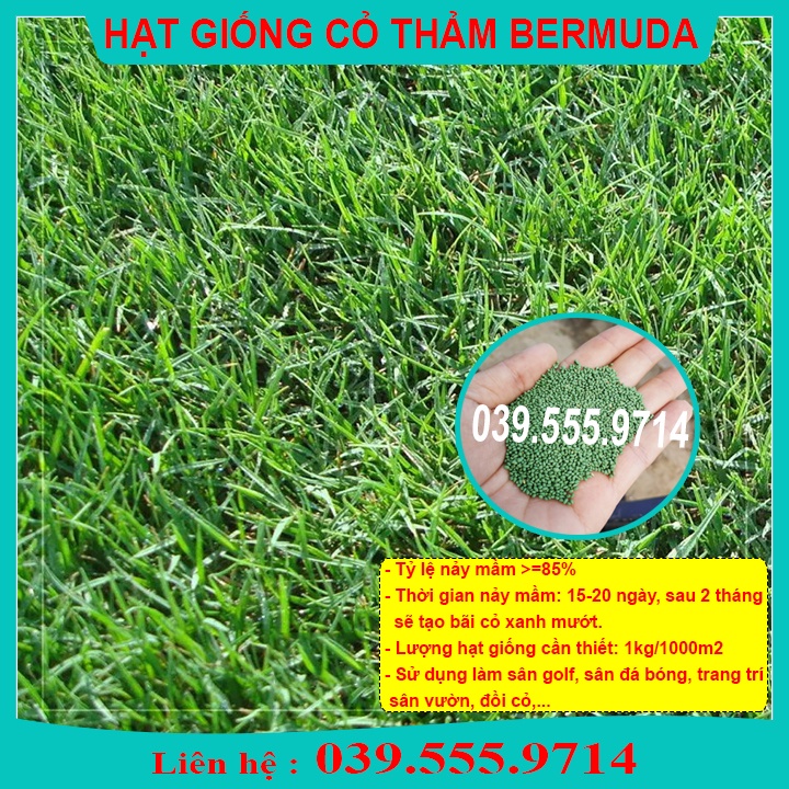HẠT GIỐNG CỎ THẢM BERMUDA XANH 500gram