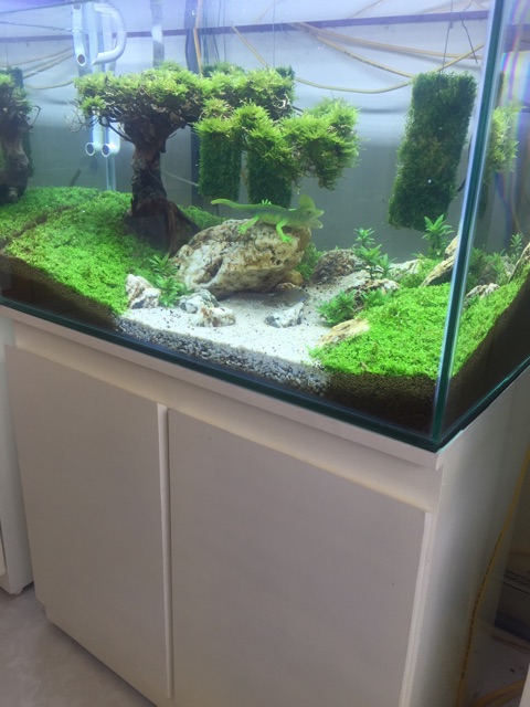 Bể cá Cây bonsai suối nước