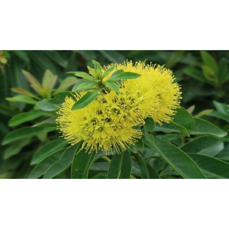 Cây mai thái hoa vàng sieu hoa