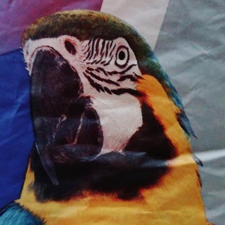 Hạt trộn Hà Lan dành riêng cho Macaw