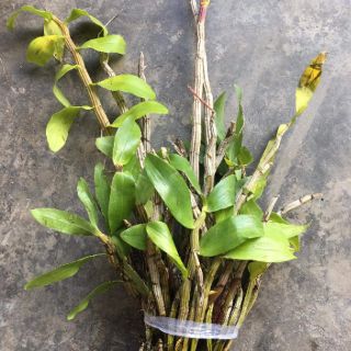 LAN BÁO HỶ RỪNG400g