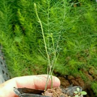 Cây giống măng tây