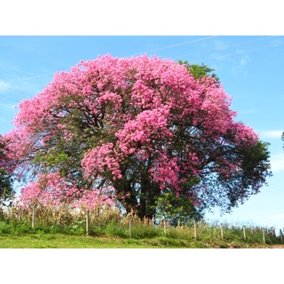 Cây giống Mỹ nhân( thân gỗ)