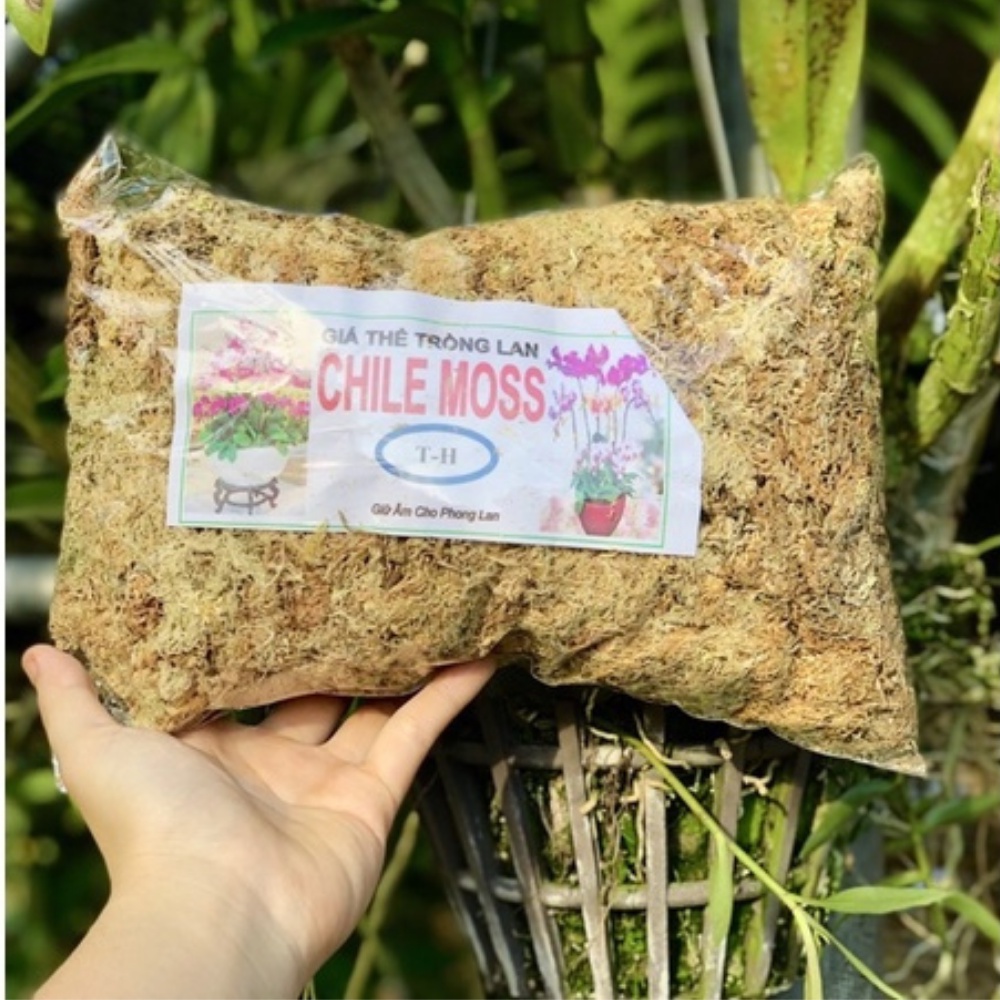 Dớn Trắng Chile T-H (Đã Qua Xử Lý) Chuyên Giữ Ẩm Cho Cây Phong Lan (LDC-001).