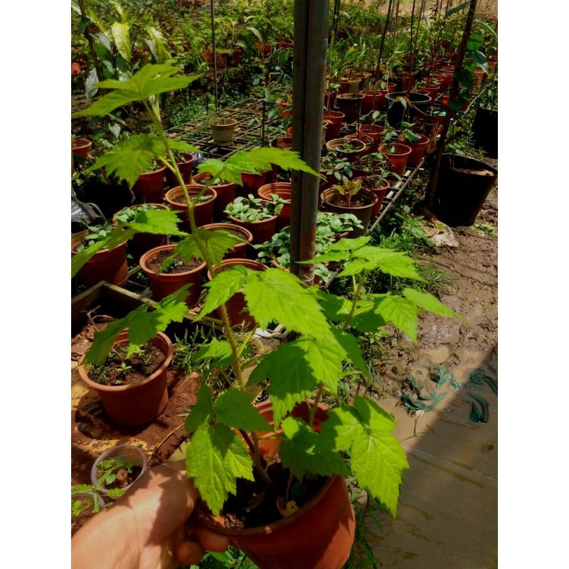 Cây phúc bồn tử (cây mâm xôi