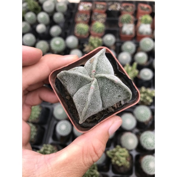 Sale+  Xương rồng astro tuyết 5_6 cm.