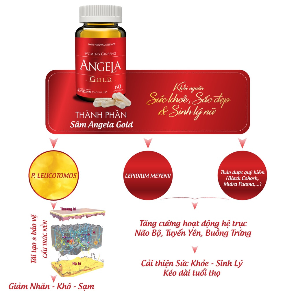 Viên uống SÂM ANGELA GOLD tăng cường sức khỏe sinh lý nữ - Hộp 60 Viên