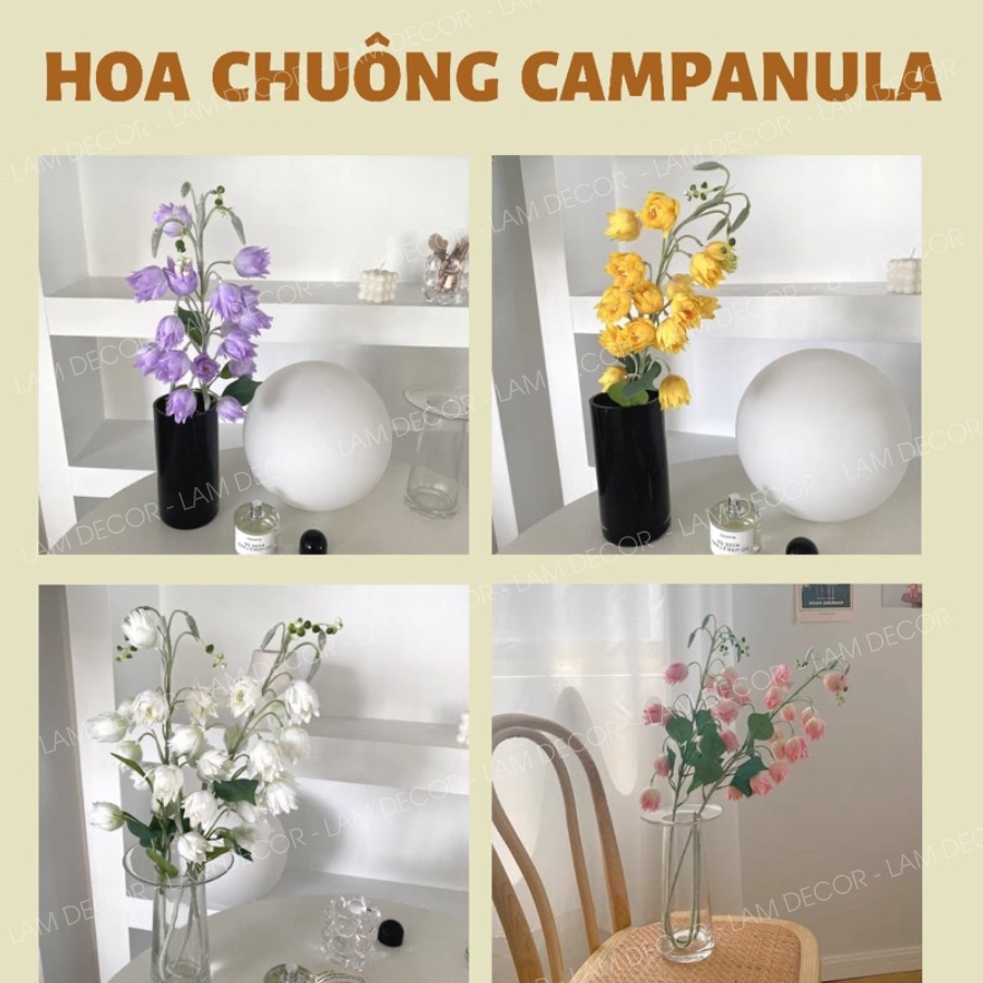 Hoa chuông Campanula trang trí phong cách hàn Quốc