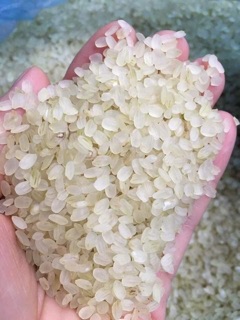 Gạo khảu hang - lúa nếp non tú lệ