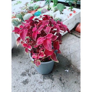 Chậu Cây Lá Gấm