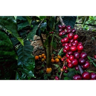 Cà phê Măng Đen Blend dạng hạt 500gr