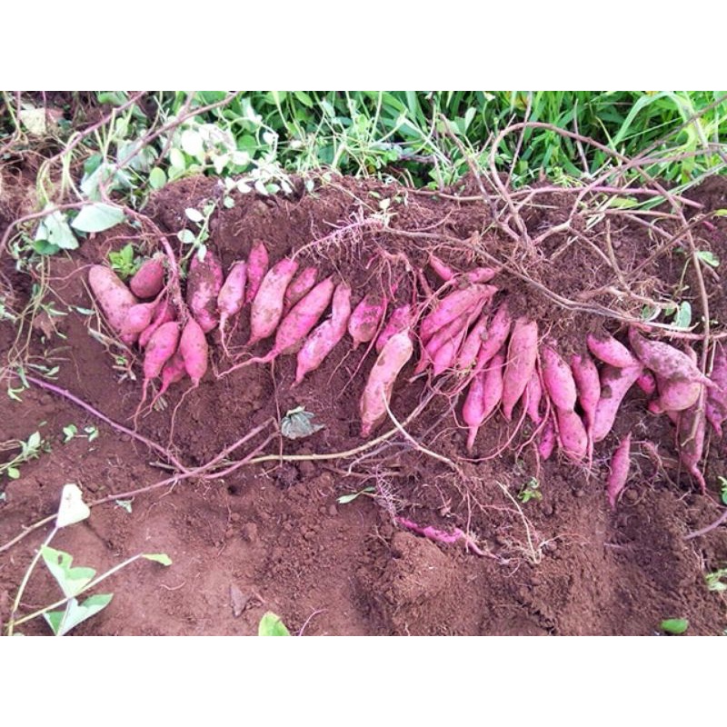 Phân bón lá SIÊU TO CỦ khối lượng 1kg.