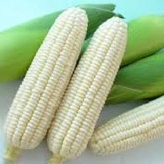 Hạt giống Bắp Nếp Nù 100 gram