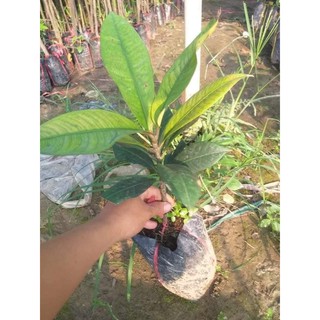 cây giống măng cụt