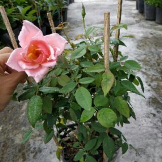 Cây hoa Hồng 2 da - đỏ lửa sa đéc
