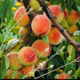 Đào tiên Nhật Bản