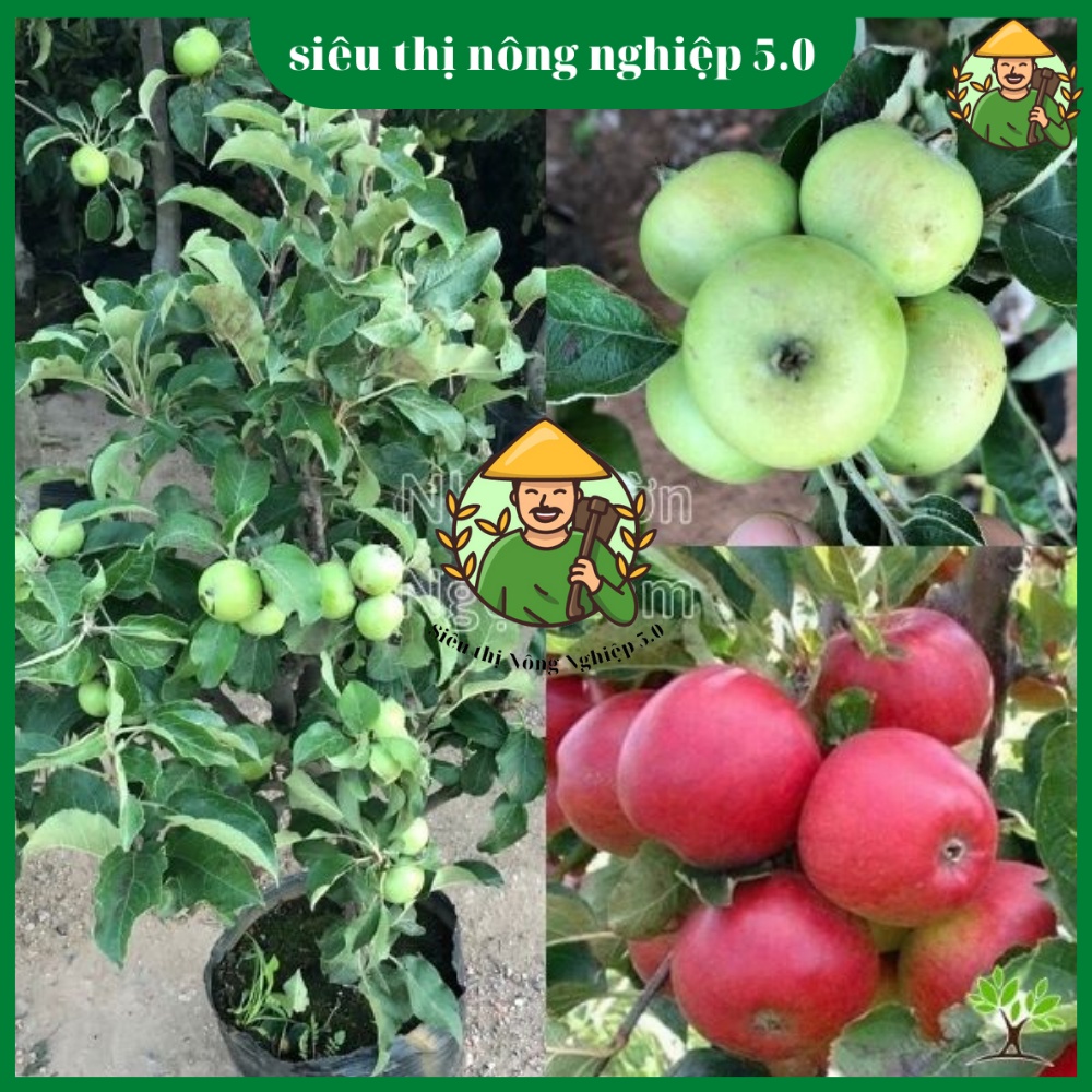 Cây giống táo đỏ lùn F1, giống cây táo lùn đại học nông nghiệp, cây táo lùn ghép cao 25cm - 35cm, giống táo đỏ bonsai