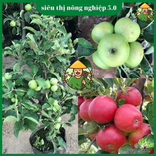 Cây giống táo đỏ lùn F1, giống cây táo lùn đại học nông nghiệp, cây táo lùn ghép cao 25cm - 35cm, giống táo đỏ bonsai