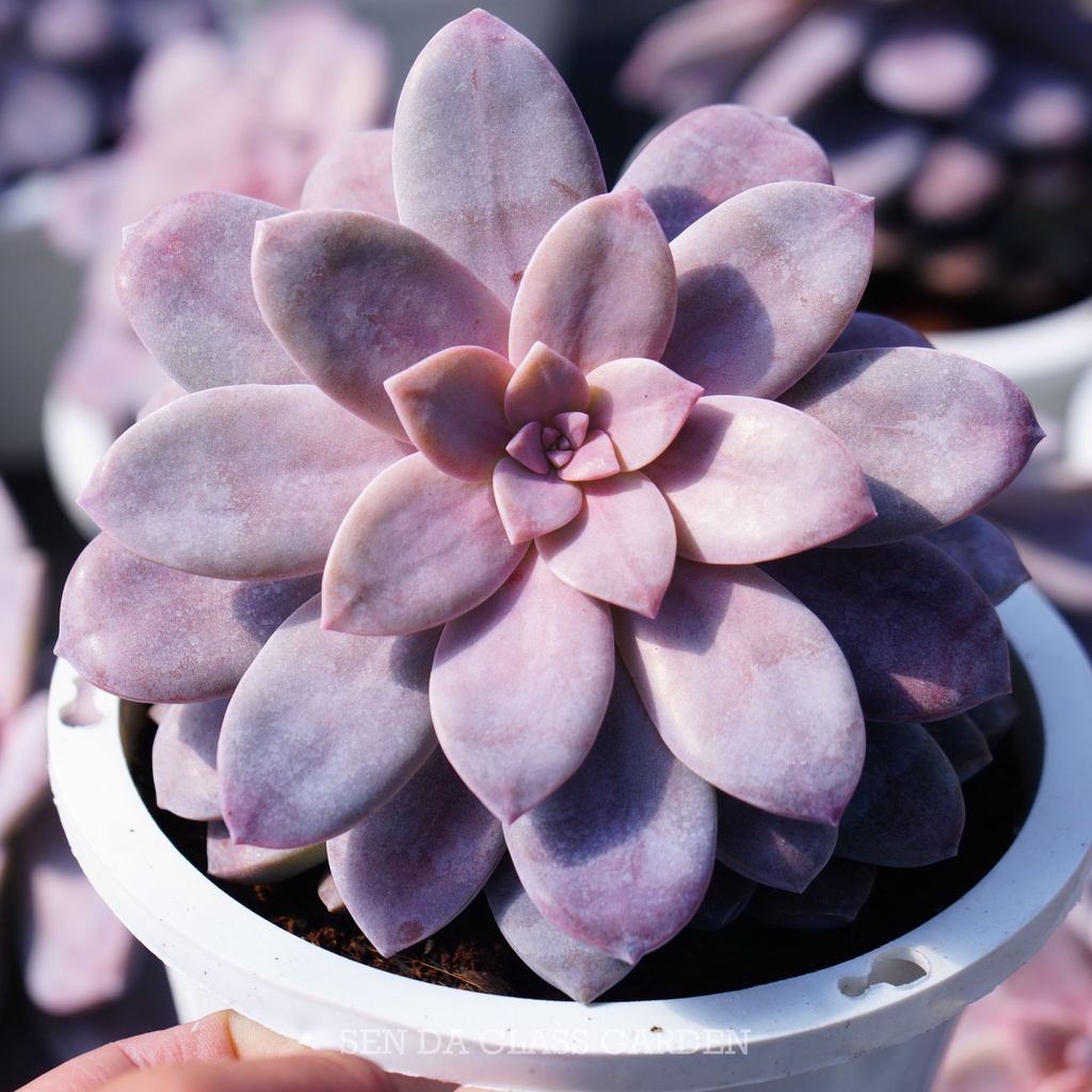 Sen Đá Dĩa Hồng Chậu lớn 15cm, Khỏe, Dễ trồng, Hàng  Đà Lạt, Lỗi 1 đổi 1