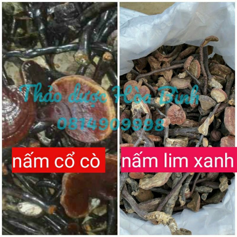 500g Nấm Lim Xanh Rừng - Hàng chuẩn tự nhiên 100% Hàng loại nhỏ,  mới, thơm