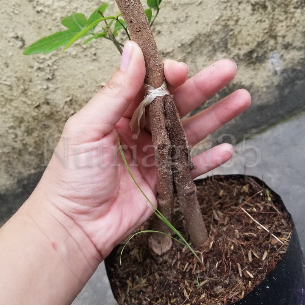 Cây Giống Nhãn Xuồng Cơm Vàng_trái to thịt dày_Ghép chui cành nhanh cho trái
