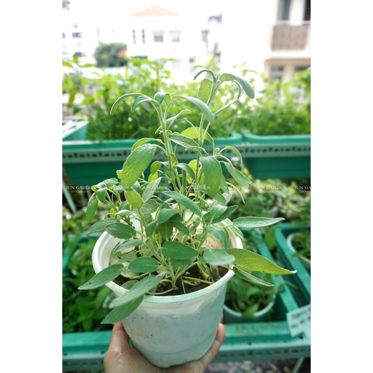 Cây Xô Thơm Sage JUN GARDEN