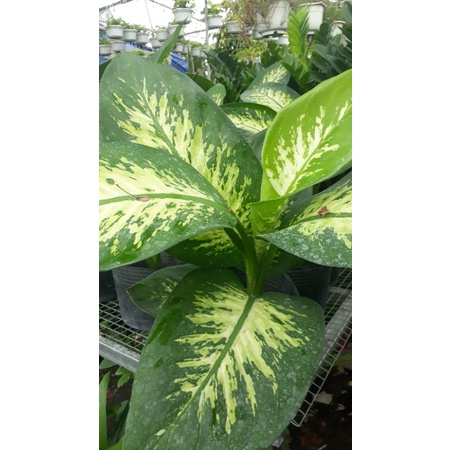 CÂY VẠN NIÊN THANH