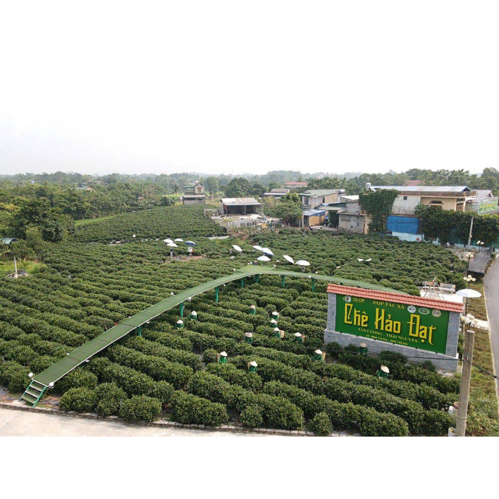 Chè Móc Câu Thái Nguyên Tân Cương HẢO ĐẠT Hộp Trà Ấm Xanh 200g/ 1hộp