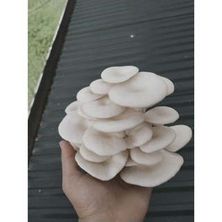 Phôi nấm sò