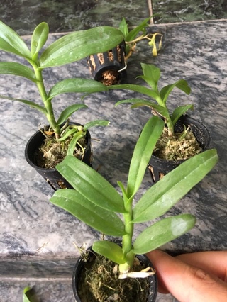 Phi điệp 5 cánh trắng phú thọ ( combo 2 cốc )