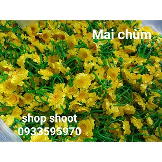 Mai đào ngày tết