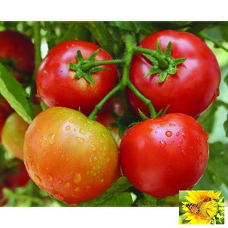 Hạt giống Cà chua F1 (MV)