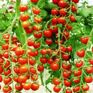 Hạt Giống Cà Chua Chuỗi Ngọc ( quynhduongshop )
