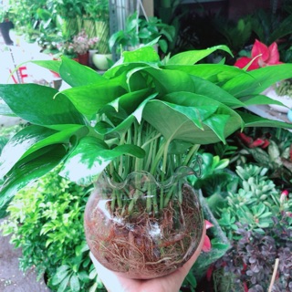 Chậu trầu bà thái thuỷ sinh
