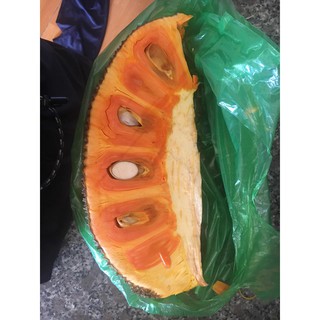 COMBO 5 CÂY GIỐNG MÍT RUỘT ĐỎ