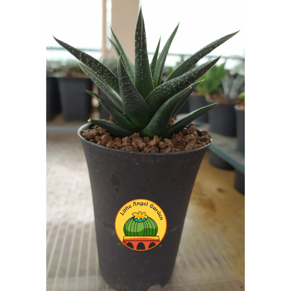 Haworthia Fasciata Concolor thuần khí hậu miền nam, khỏe, dễ chăm