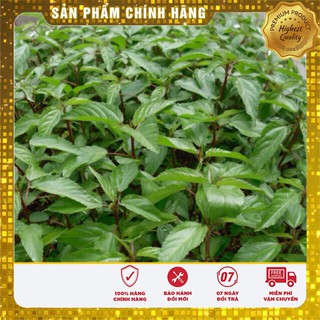 Hạt Giống Rau Đay Đỏ Cao Sản(