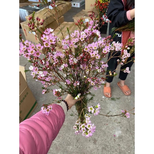 Hoa thanh liễu  chuyên sỉ