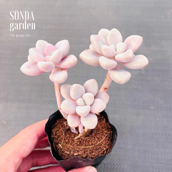 Sen đá sỏi hường cổ thụ SONDA GARDEN size bé 5-6cm, xuất xứ Đà Lạt, khoẻ đẹp, lỗi 1 đổi 1