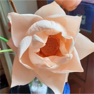 Hoa sen sấy khô ( bông nở và nụ)