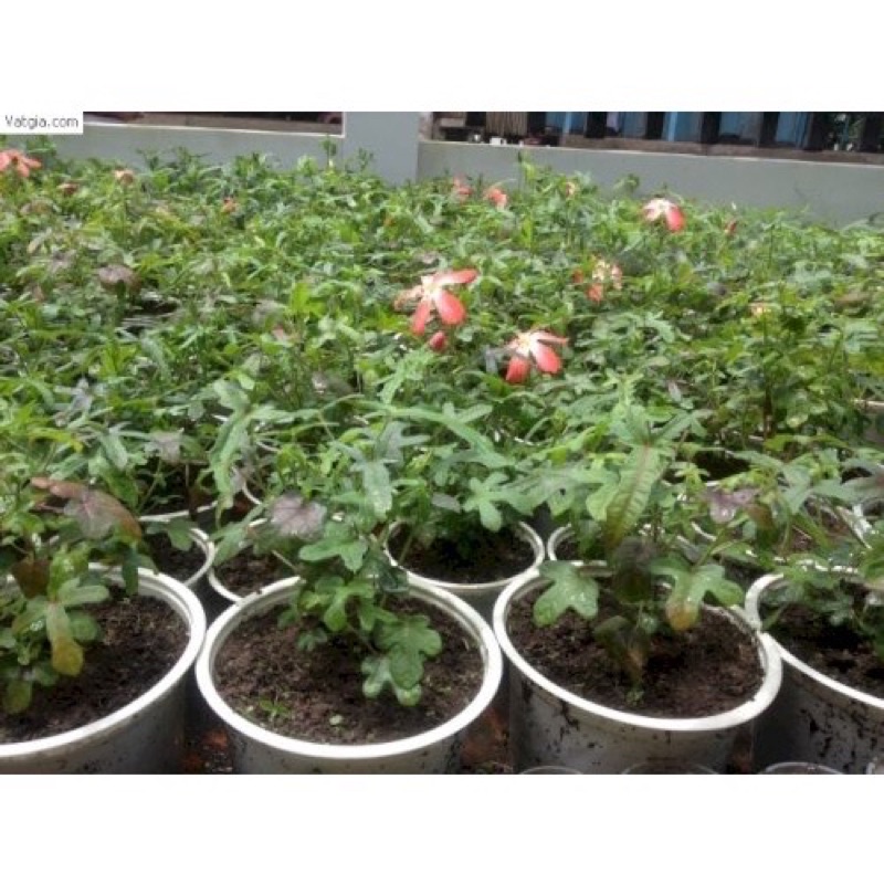 Hạt giống sâm bố chính - Gói 10 hạt
