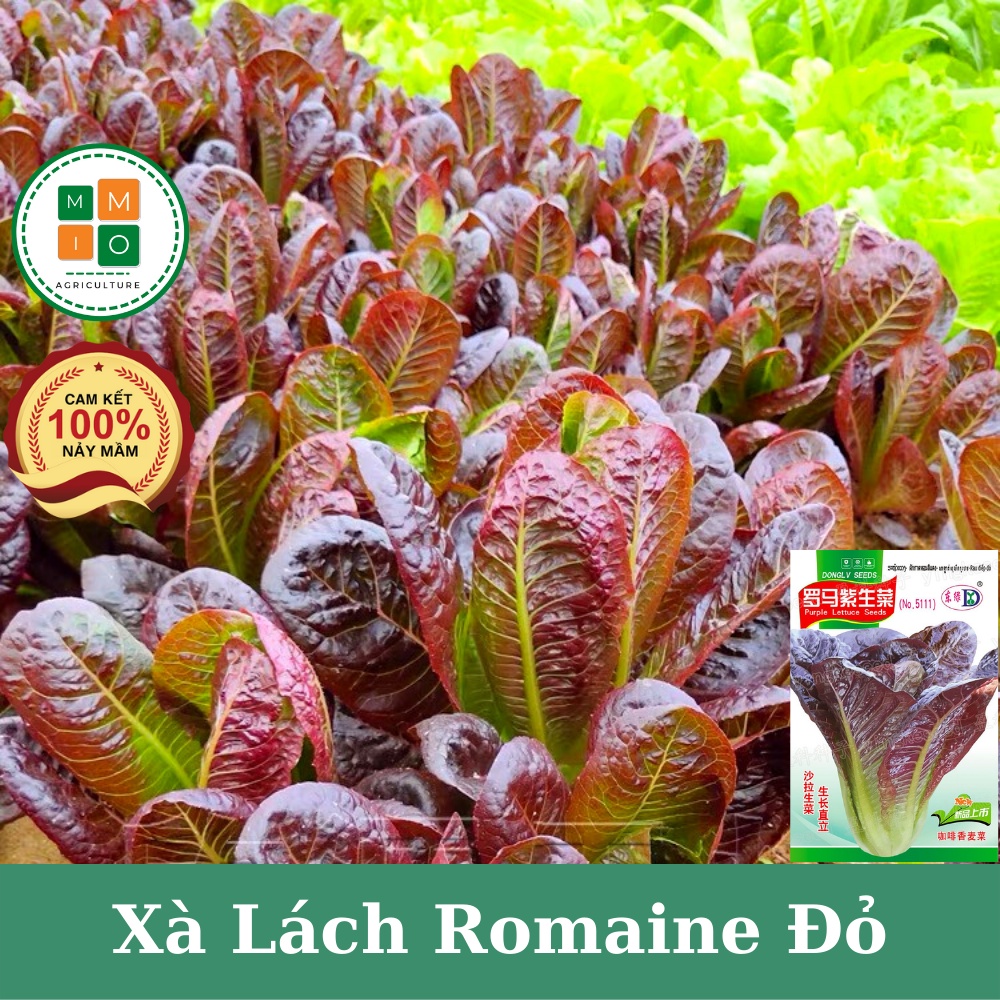 Hạt giống xà lách Romaine đỏ chịu nhiệt, giòn ngọt