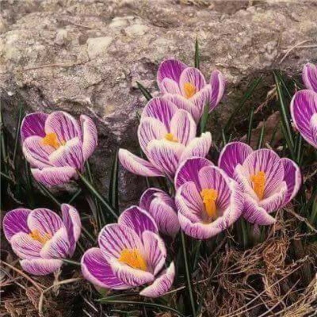 Củ hoa nghệ tây màu tím