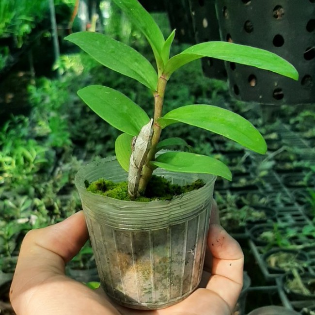Lan giống 5 Cánh trắng Phú Thọ, hàng gieo hạt, cây con khỏe, tăng trưởng nhanh