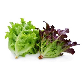 Hạt giống hỗn hợp xà lách lá sồi đỏ / xanh 100h