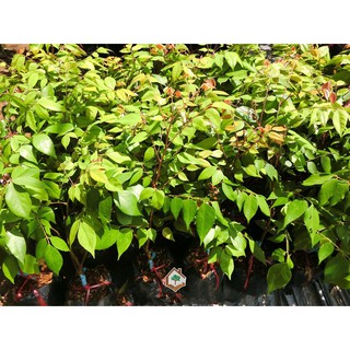 CÂY GIỐNG KHẾ NGỌT SIÊU TRÁI