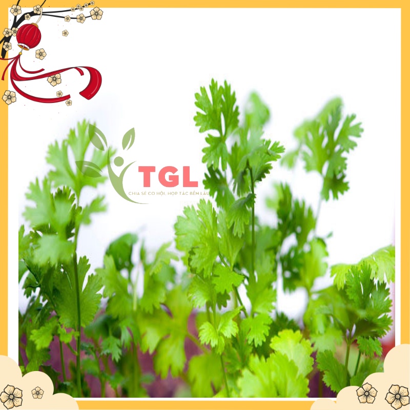 Hạt Giống Rau, Hạt Giống Rau Mùi Tía, Ngò Rí, Rau Ngò Ta, Hạt Giống Rau phú Điền - Gói 20gr - Nông Nghiệp Gia Lâm