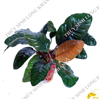 Cây thủy sinh ráy café - phụ kiện thủy sinh giá rẻ aquagold