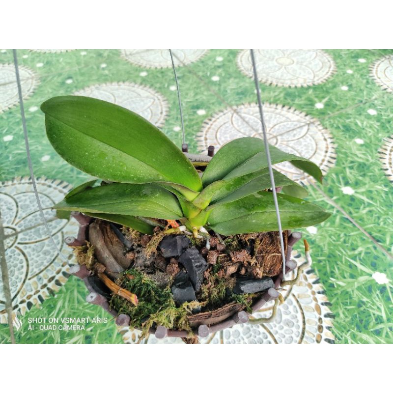 Lan Hồ Điệp Cỡ Lớn nở hoa quanh năm