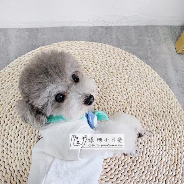ÁO POLO DIOR CAO CẤP DÀNH CHO CHÓ MÈO